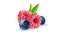 Juicy realistic berry collection of blueberries and raspberries. Fresh and organic fruits in 3D vector illustration. Perfect for