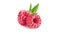 Juicy realistic berry collection of raspberries. Fresh and organic fruits in 3D vector illustration. Perfect for health and food