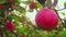 juicy red apple hanging on a tree branch in an orchard in the evening at sunset