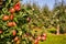 Juicy red apples hanging on the branch in the apple orchrad during autumn