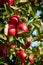 Juicy red apples hanging on the branch in the apple orchrad during autumn