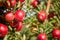 Juicy red apples hanging on the branch in the apple orchrad during autumn