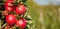 Juicy red apples hanging on the branch in the apple orchrad during autumn