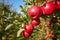 Juicy red apples hanging on the branch in the apple orchrad during autumn