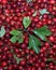 Juicy red berries of hawthorn fruit. Collecting fruits of medicinal plants.