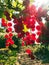 Juicy red currants, sun rays, gardening theme