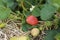 juicy red organically home grown strawberries seen from a low perspective thru leaves and strawberry flowers in a home farm garden