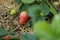 juicy red organically home grown strawberries seen from a low perspective thru leaves and strawberry flowers in a home farm garden