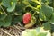 juicy red organically home grown strawberries seen from a low perspective thru leaves and strawberry flowers in a home farm garden