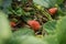 juicy red organically home grown strawberries seen from a low perspective thru leaves and strawberry flowers in a home farm garden