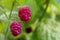 Juicy red ripe raspberry with green leaves in the garden oin summertime. Two large appetizing berries