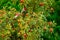 Juicy red rosehip berries grow on a green bush
