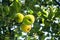 Juicy, ripe apples, illuminated by the rays of the sun on the branch of an apple tree.autumn fruit harvest