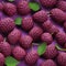 Juicy ripe boysenberry close up on vibrant reddish purple background, high quality isolated image