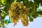Juicy ripe bunch of grapes Chardonnay. The vineyards of Greece.
