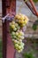 Juicy ripe bunch of grapes pink Muscat on branch in vineyard.