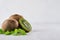 Juicy ripe green kiwi with wet slice section, young leaf on white wood background. Healthy vegetarian food.