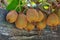 Juicy ripe kiwis on a tree with a wooden board