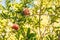 Juicy ripe pomegranate on the tree