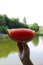 juicy ripe sweet slice of watermelon in male hands against the backdrop of a lake with green water in the green summer grass