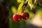 Juicy and sweet cherry trees capture the essence of nature\\\'s delicious reward. Fresh natural vitamin