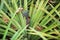 Juicy and sweet pineapple with green leaves growing in a flowerbed in a botanical garden with plants and spices in Sri Lanka