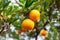 Juicy tangerines on a tree branch