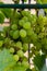 Juicy and tasty big bunches of ripe grapes on plantation bushes