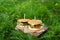 A juicy and tasty burger stands on a board on the green grass in the street outdoors. Close-up, sunny day.