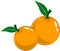 Juicy vector orange fruits