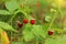 Juicy wild strawberry in the wood