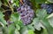 Juicy wine black grapes growing on farm