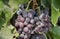 Juicy wine black grapes growing on farm