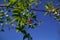 Jujuba inflorescence on a tree branch. The fruit of Zizyphus mauritiana contain vitamins, vitamin A, vitamin B, vitamin C, b-carot