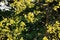 Jujube Chinese date ( Ziziphus jujuba ) Yellow leaves. Rhamnaceae deciduous shrub.