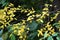 Jujube Chinese date ( Ziziphus jujuba ) Yellow leaves. Rhamnaceae deciduous shrub.