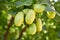 Jujube jojoba plant tree