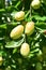 Jujube jojoba plant tree