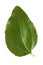 Jujube leaf