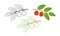 Jujube logo. Isolated jujube on white background