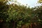 Jujube tree, fresh organic fruit for healthy in garden