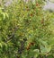 Jujube tree with many ripe fruits