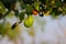 Jujubes fruits growing