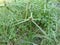jukut pendul grass (Kyllinga brevifolia) green in the morning