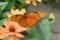 Julia Butterfly aka Dryas iulia