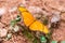 Julia butterfly, Dryas iulia, with open wings