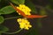 Julia Butterfly, dryas julia, Adult Gathering Nectar on Yellow Flower