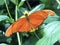 Julia butterfly, Julia heliconian, The flame, Flambeau or Dryas iulia Beautiful summer flowers in the park Flower Island Mainau