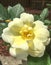 Julia Child rose or the Absolutely Fabulous rose