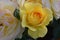 Julia Child Yellow Rose Face